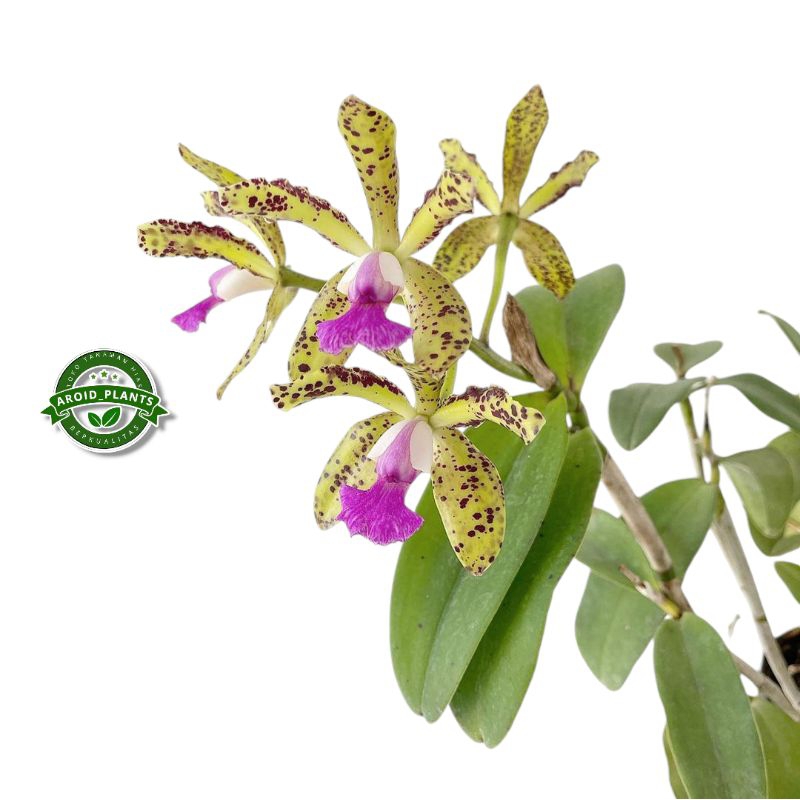 Tanaman Hias Anggrek Dendrobium Cattleya Landate - Bibit Anggrek Dendrobium - Pohon Bunga Anggrek Hi