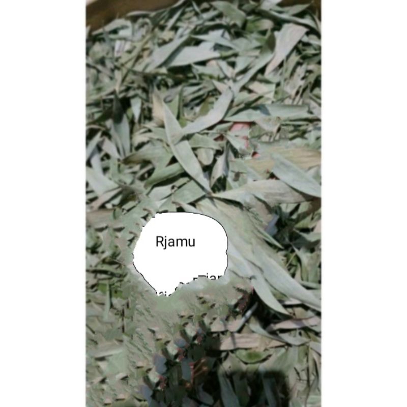 

Daun Kayu Putih Kering Asli Alami