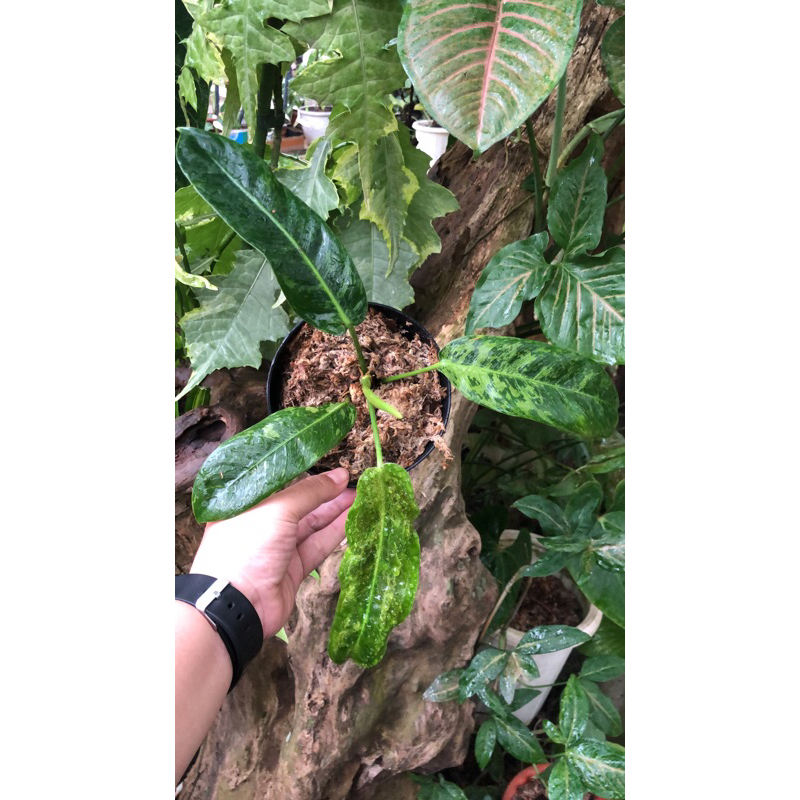 PHILODENDRON PATRICIAE VARIEGATED