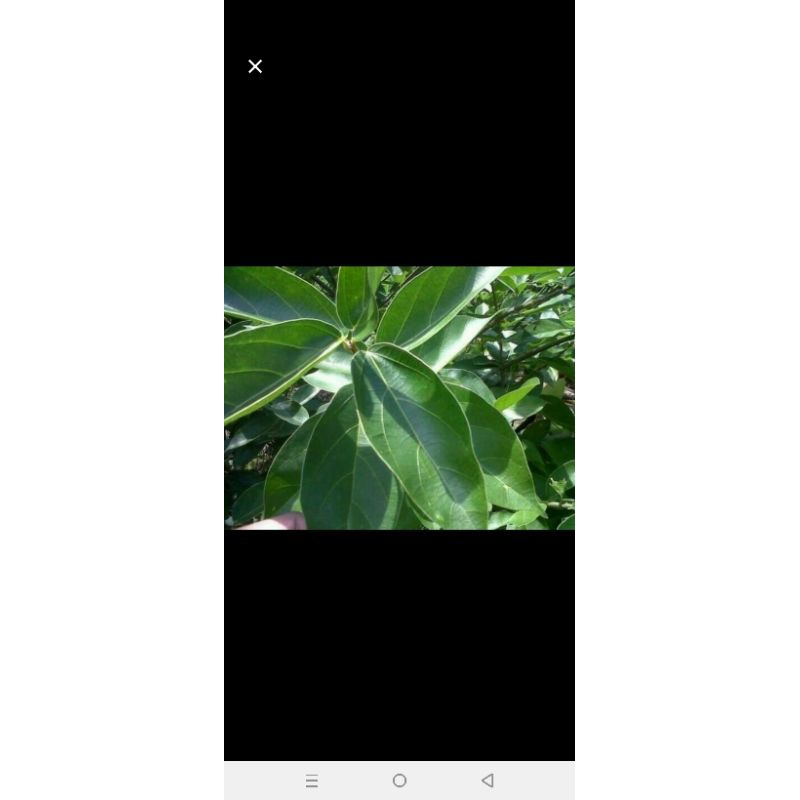 

Daun cincau Hijau segar (besar) per 250gram