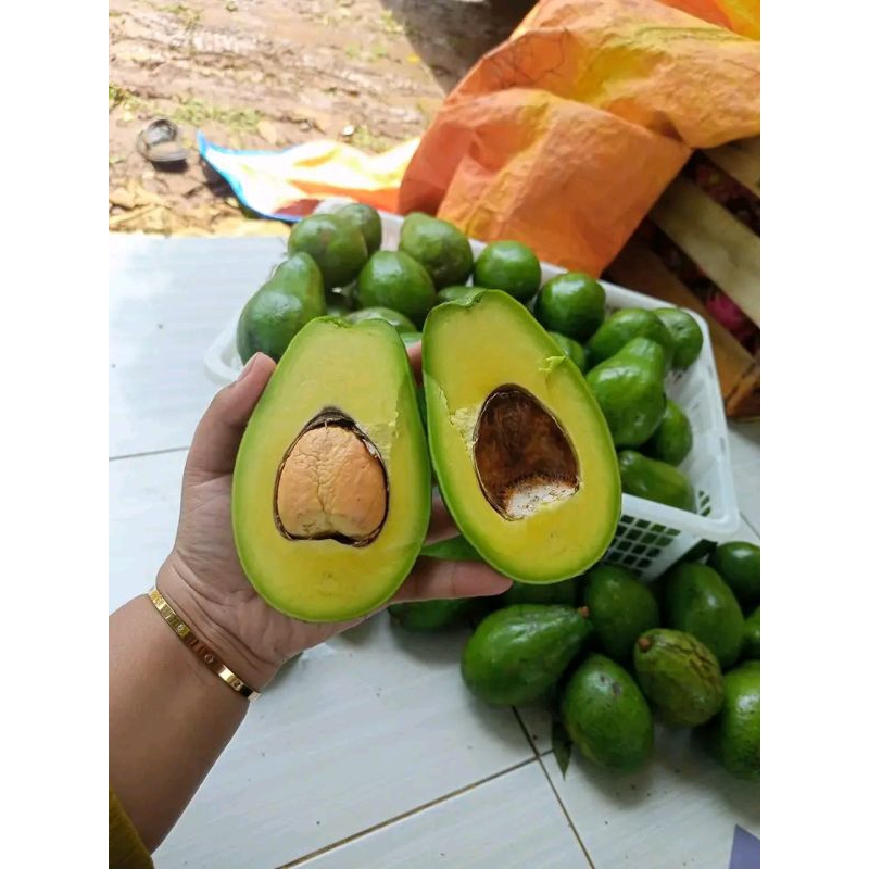 

Buah Alpukat Mentega