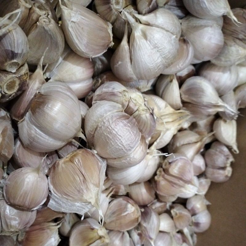 

bawang putih kating termurah