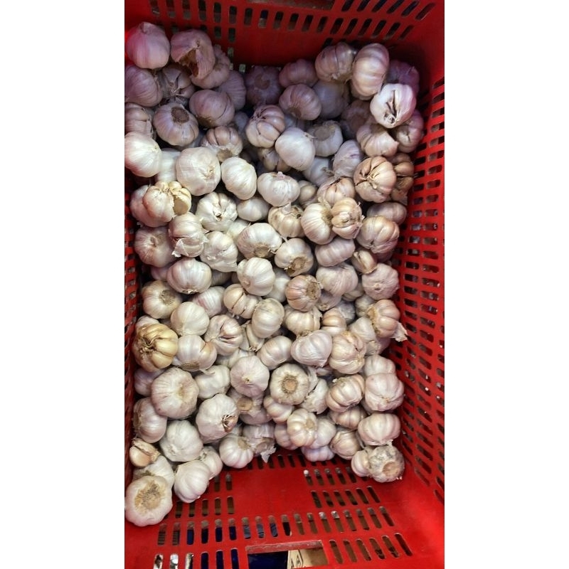 

BAWANG PUTIH KEMASAN 500GRAM