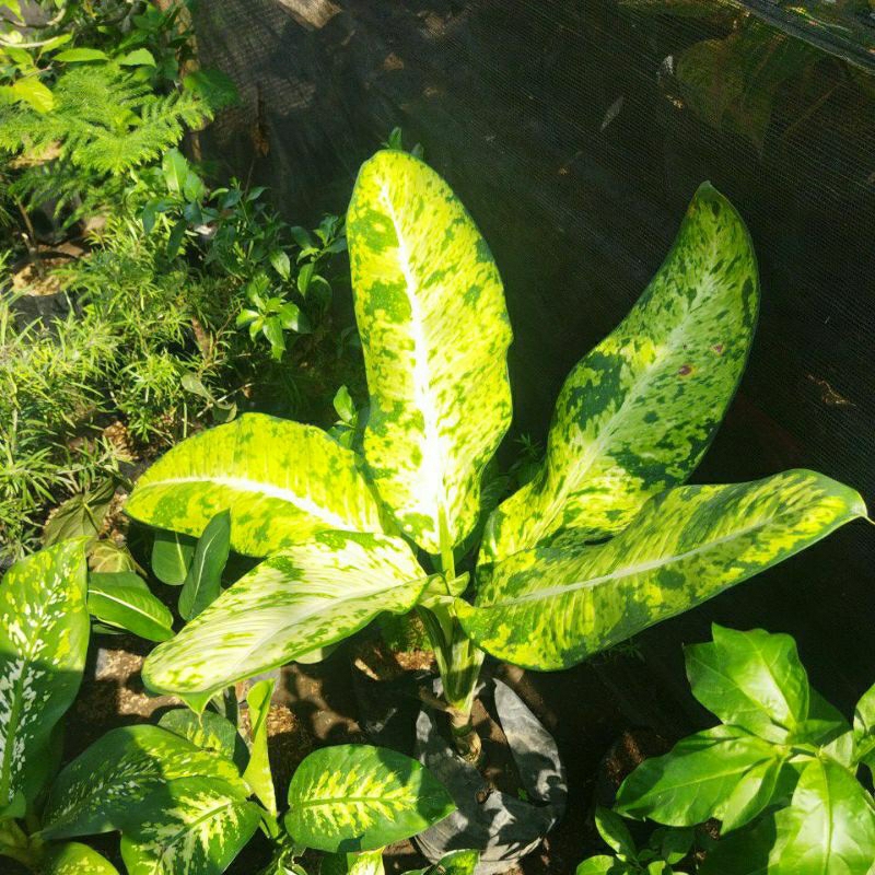 Diven Galaxy Super Jumbo, Mewah Polll Jaminan Gacorr