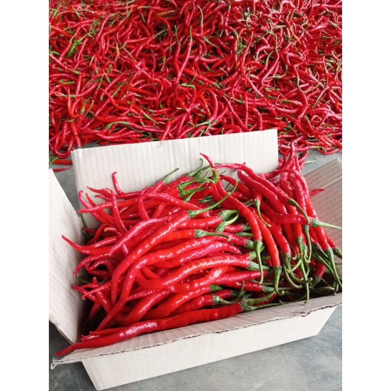 

cabe / cabai merah keriting 1kg
