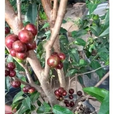 bibit anggur brazil RED ESCARLATE valid siap berbuah