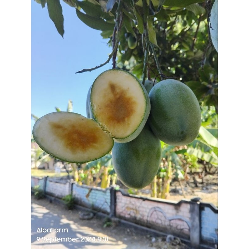 entres mangga MANALAGI