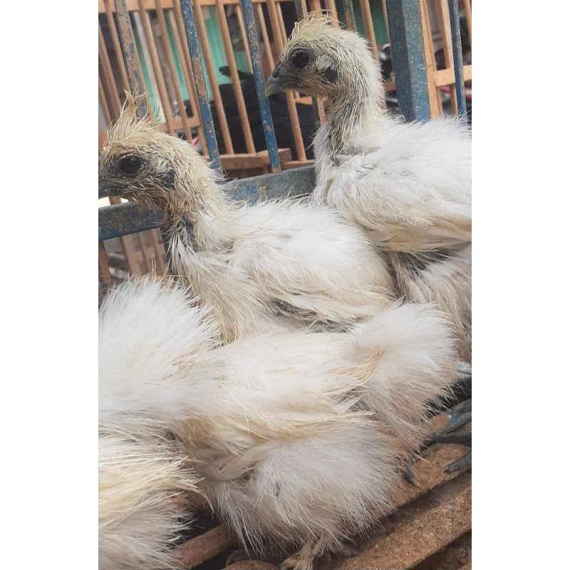 sepasang ayam kapas, pengiriman luar magelang silahkan japri