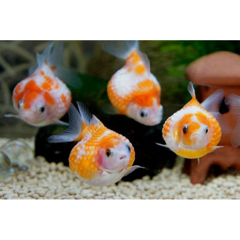 Ready indukan ikan koki mutiara isi 2 hiasan aquarium cantik