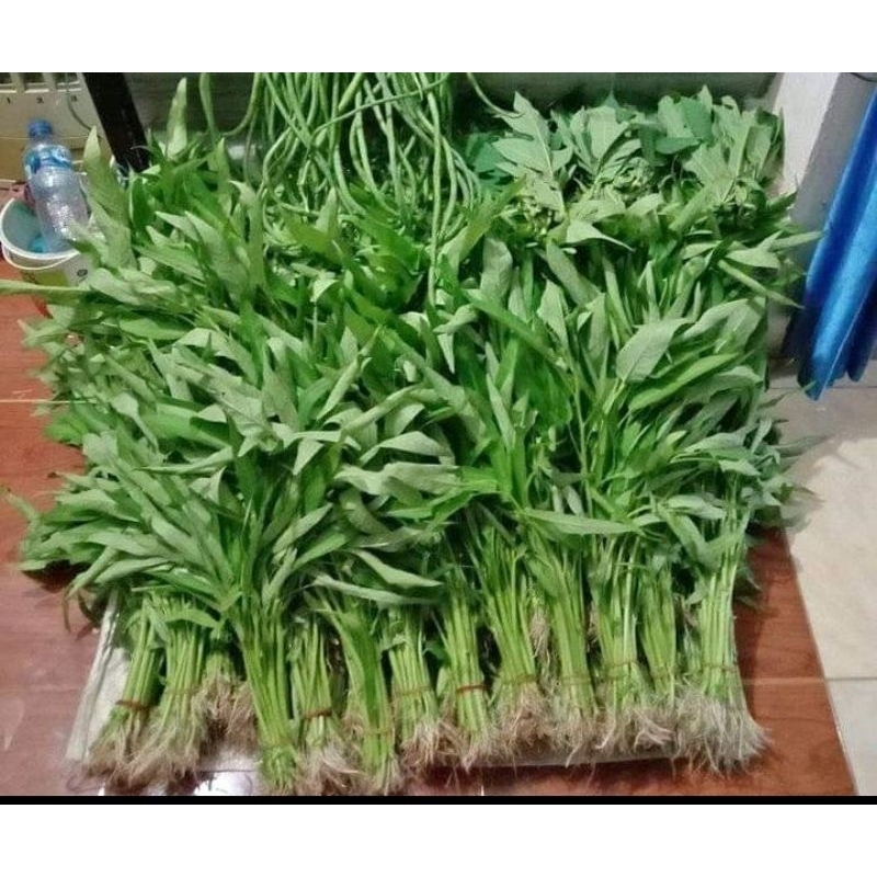 

sayur kangkung