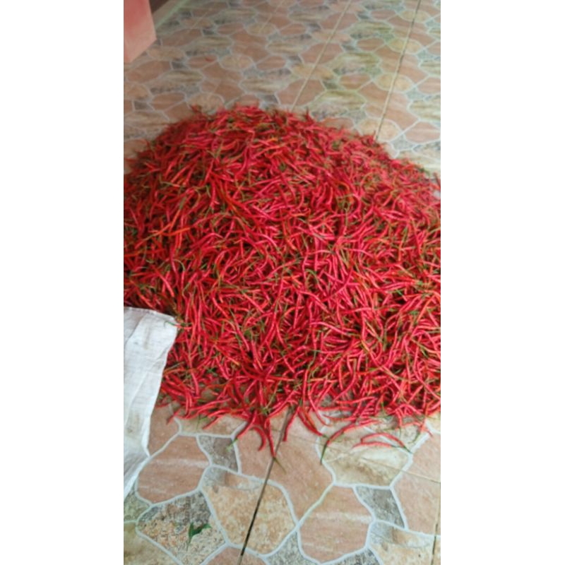 

cabe keriting merah segar 1 kg