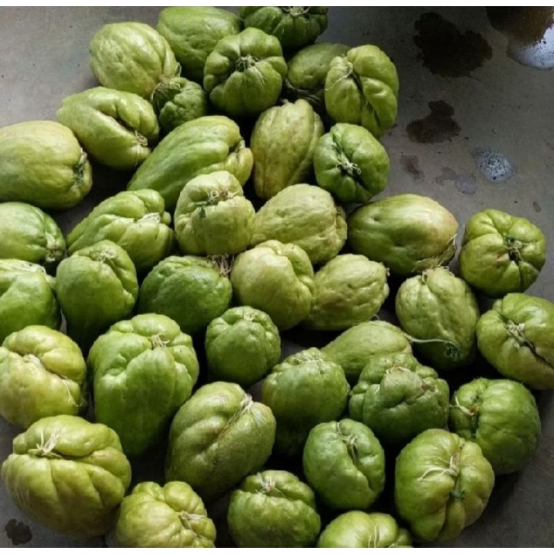 Bibit labu siam/jipang siap tanam