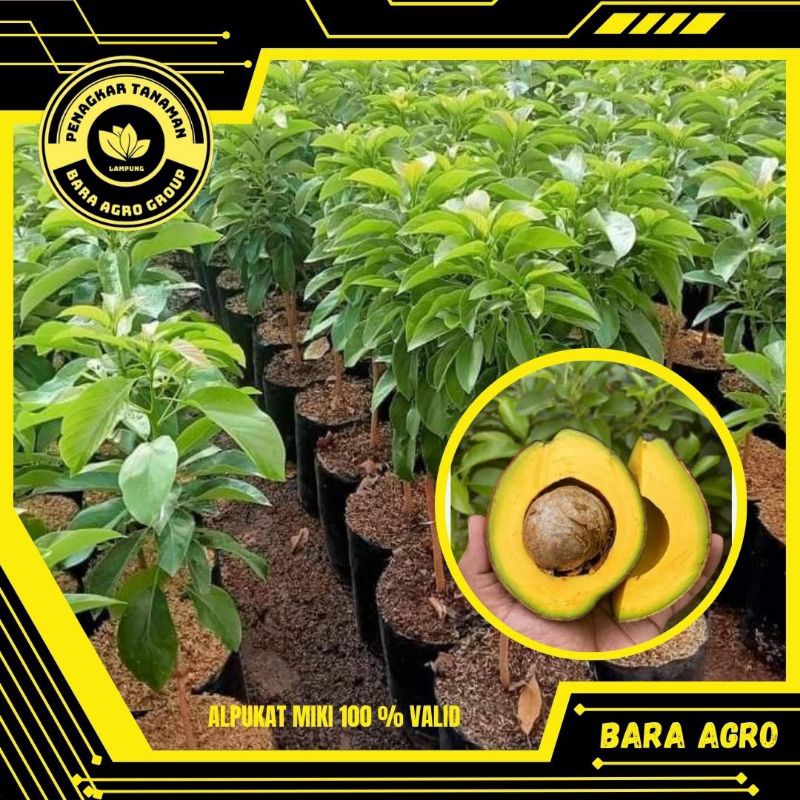 Bibit Alpukat Miki Asli Tanaman Sudah Okulasi Cepat Buah Bara Agro Group