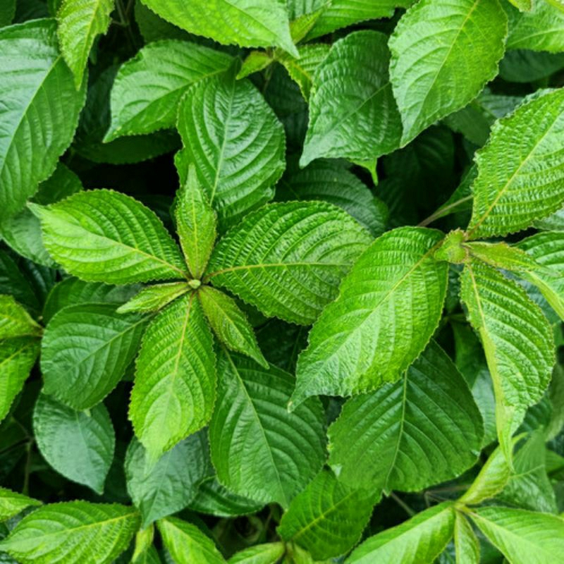 

Daun Keji beling / Kibeling Hijau Segar / Herbal Alami