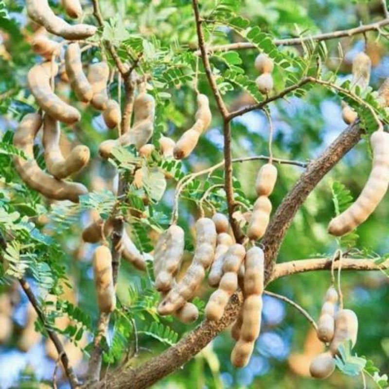 

Asam Jawa Mentah Buah Asem Asam Segar 1kg