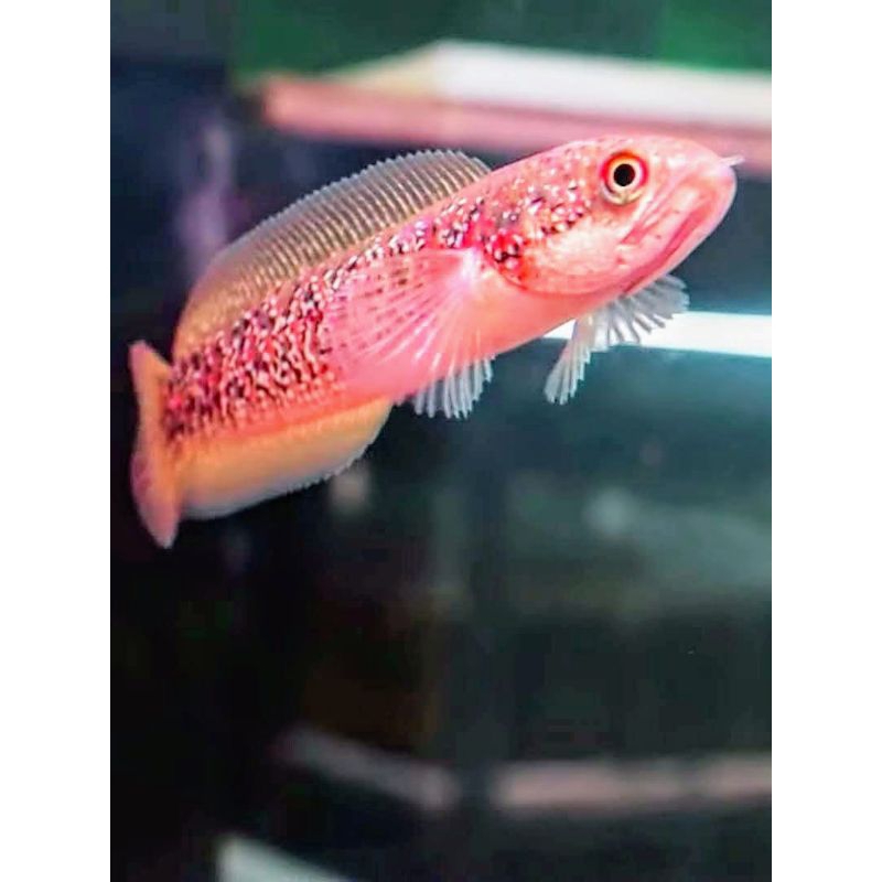 Asiatica Rsp kalimaya Bahan progres