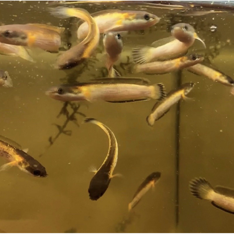 Limbata golden tiger 3 cm bahan gold istimewa [gratis ongkir]