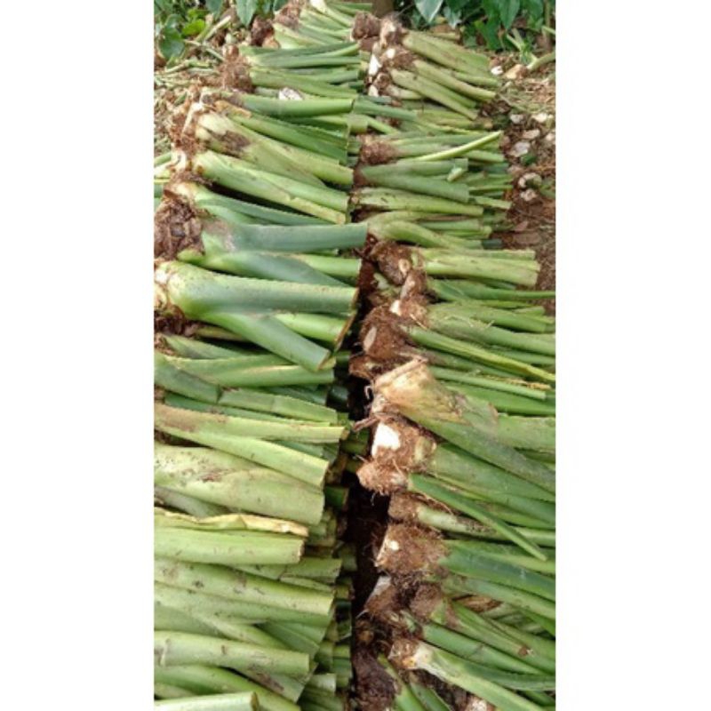bibit talas beneng / benih talas beneng unggul