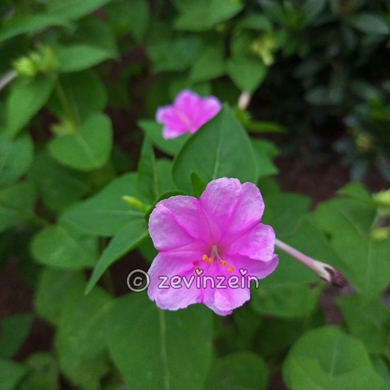 

Benih Bunga Pukul Empat Soft Pink - 10 Biji