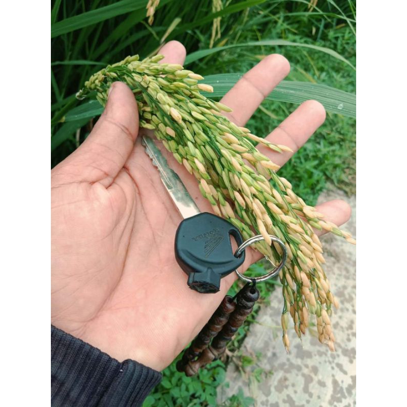 Benih padi AGT 303 Original 5kg