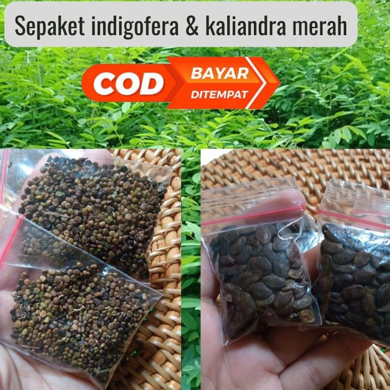 Benih Indigofera & Benih Kaliandra Merah Premium