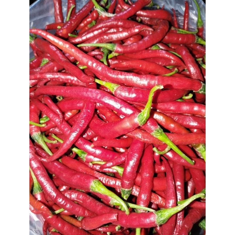 

5 kg bawang putih kating,cabe merah besar, cabe rawit merah segar.
