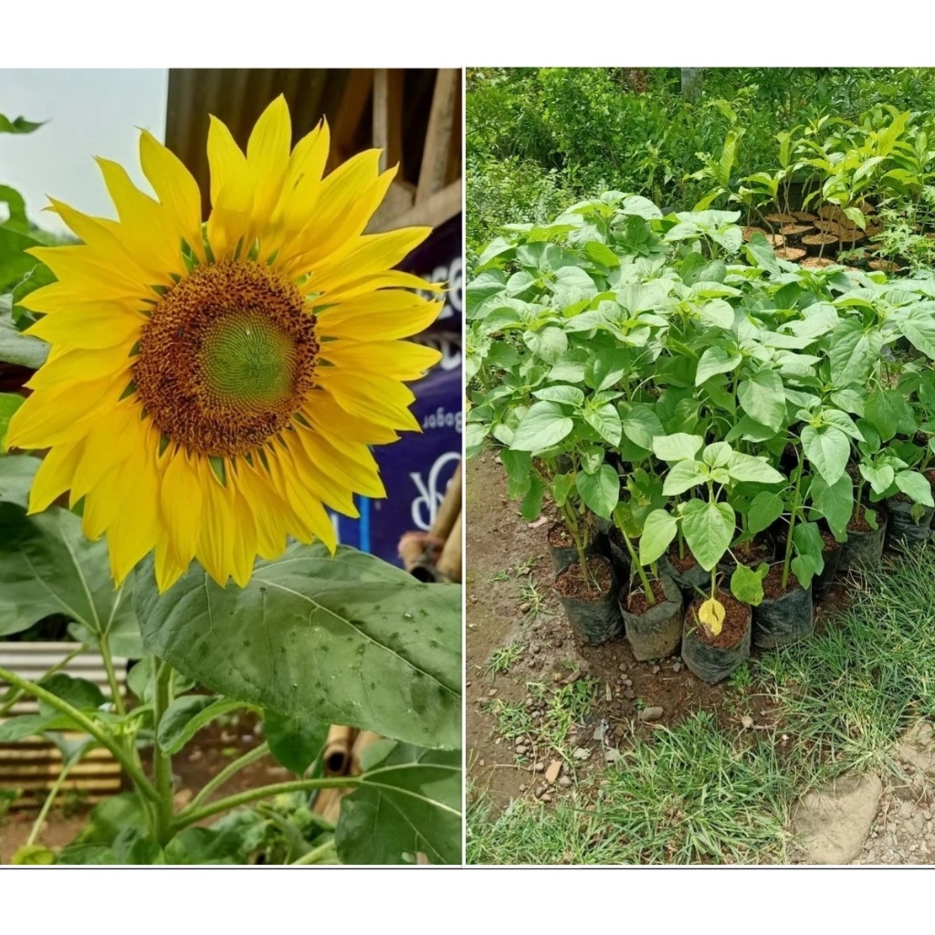 Tanaman Bunga Matahari - Bibit Bunga MATAHARI SUNFLOWER