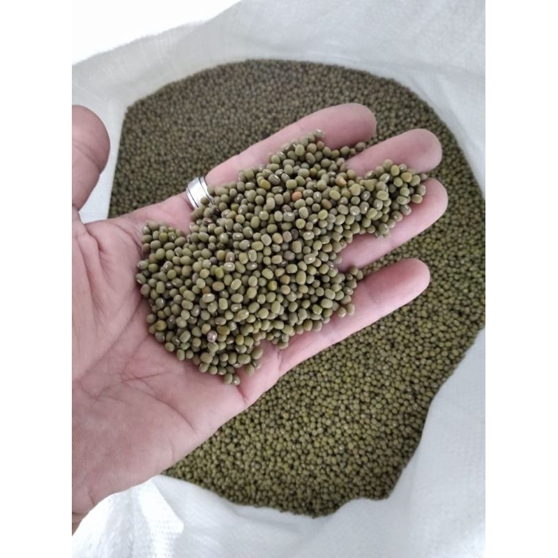 

KACANG HIJAU TOUGE DW SIOCI / KG