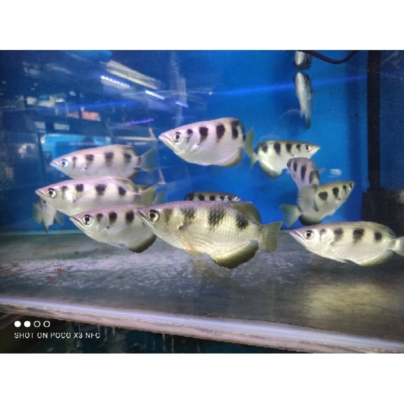 

IKAN SUMPIT UKURAN 14-15 CM