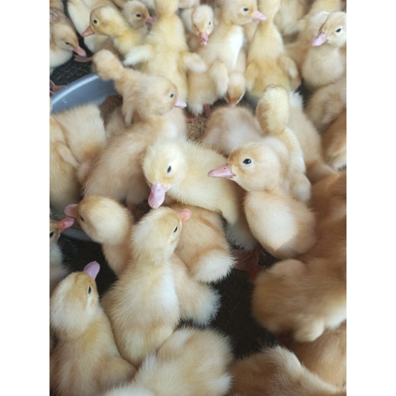 Bebek Peking - Dod Peking - Bibit Bebek Peking ( Bebek Putih)