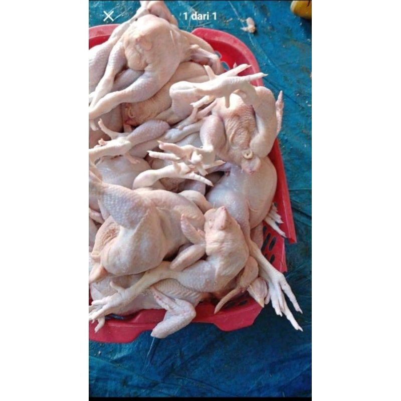 

ayam segar ukuran kecil, sedang dan besar/ pasar online karuwisi