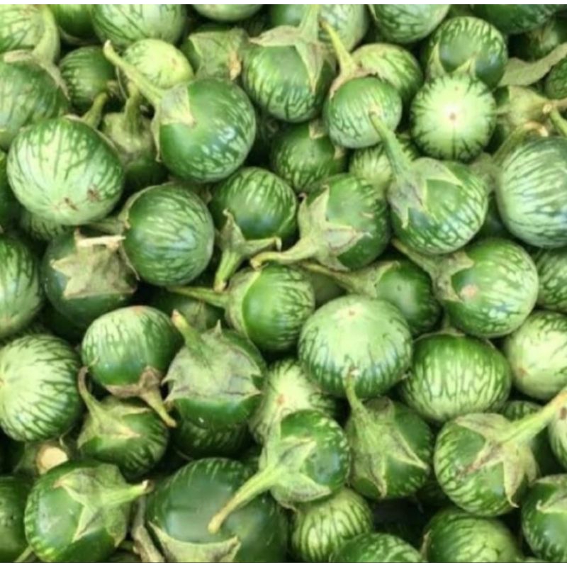 

Terong/sayur terong fresh bulat murah