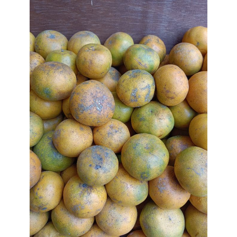 

Buah Jeruk Medan Segar 1 Kg