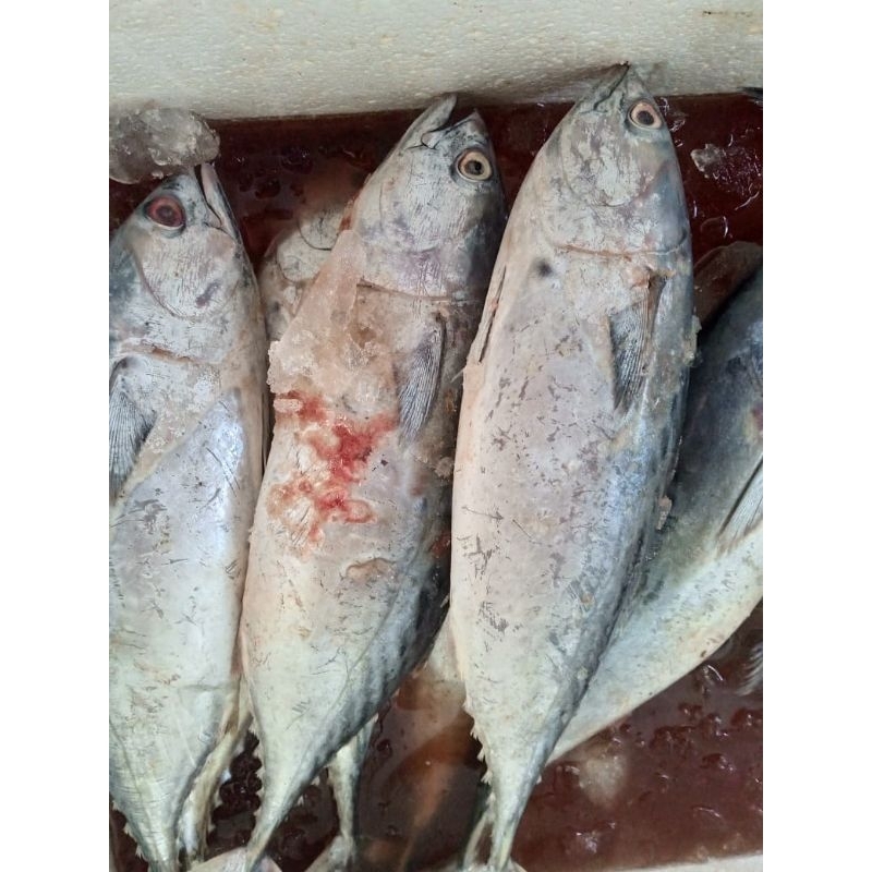 

tongkol lurik/ ikan laut/ ikan tongkol