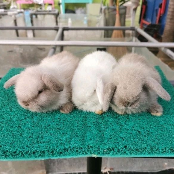 Anakan Kelinci HL Holland Lop