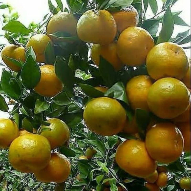 Bibit Jeruk Siam Madu Super Kondisi Sudah Berbuah Lebat