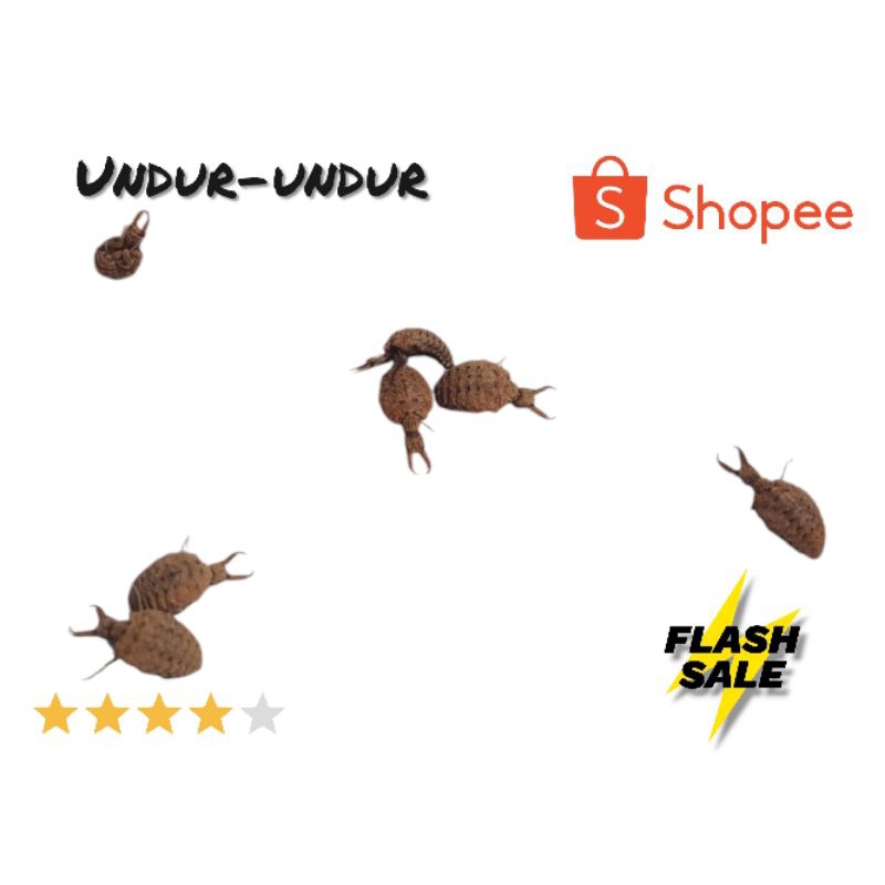 Undur-undur