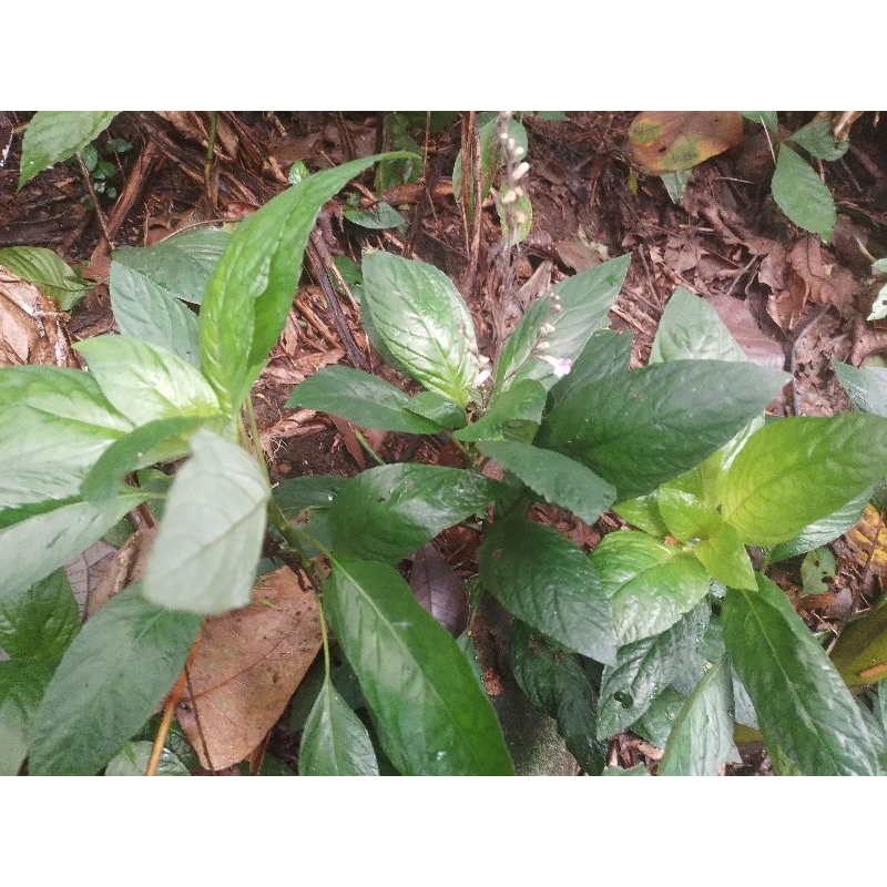 

lalapan segera daun .rende .per 500 grm