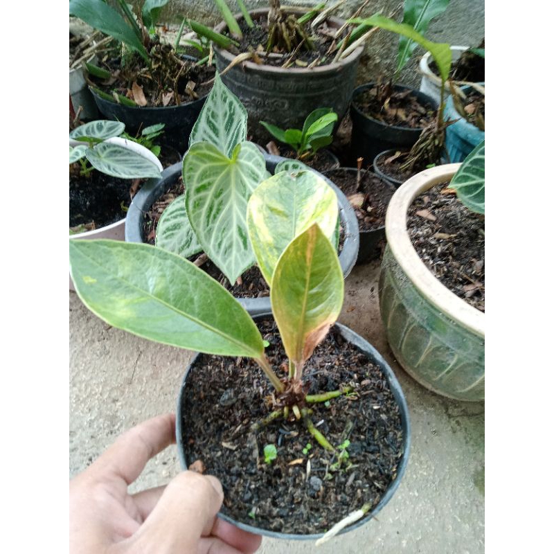 Anthurium Jemani trah pink