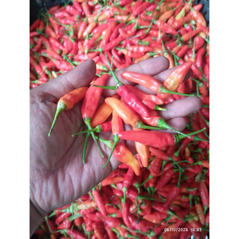 

CABE RAWIT SETAN ORI 1 KG