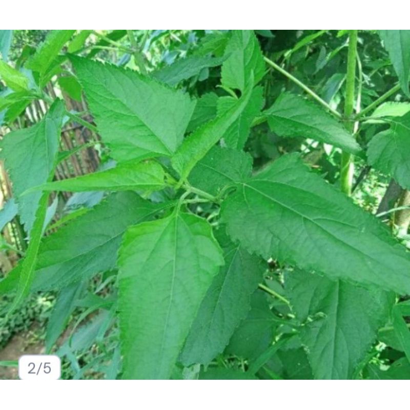 

herbal daun kopasda kirinyuh segar