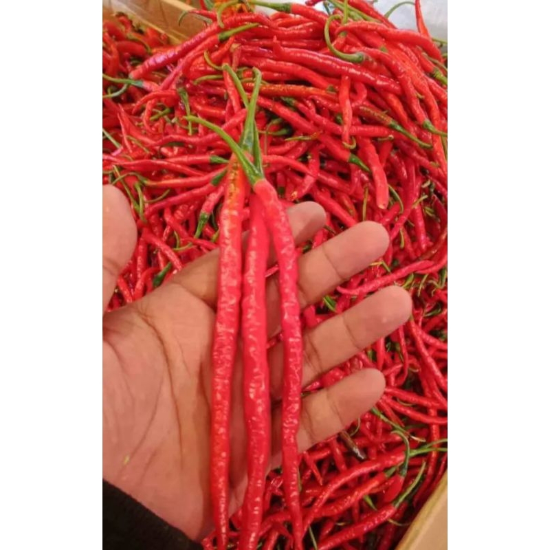 

cabay keriting merah pres alami 500grm