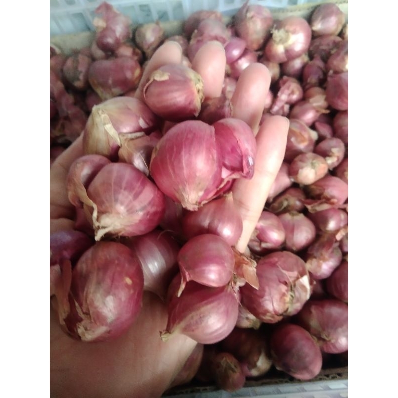 

Bawang Merah Ukuran besar bumbu dapur bumbu masak