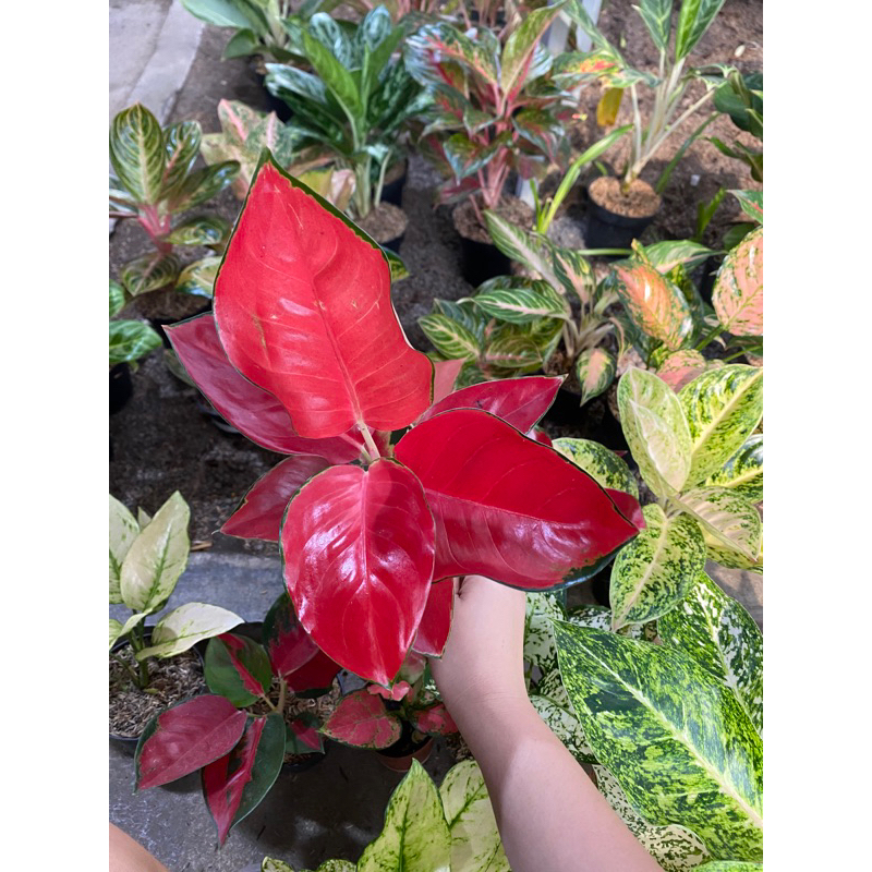 Aglaonema Suksom Jaipong