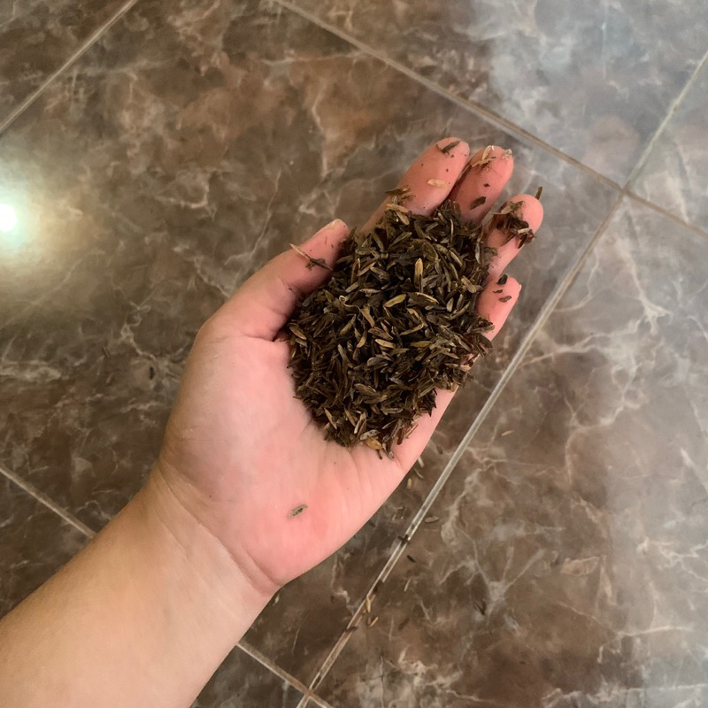 Media tanam sekam fermentasi / sekam fermentasi / campuran media tanam