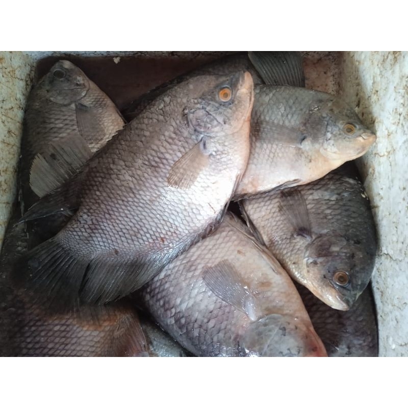 

ikan gurame