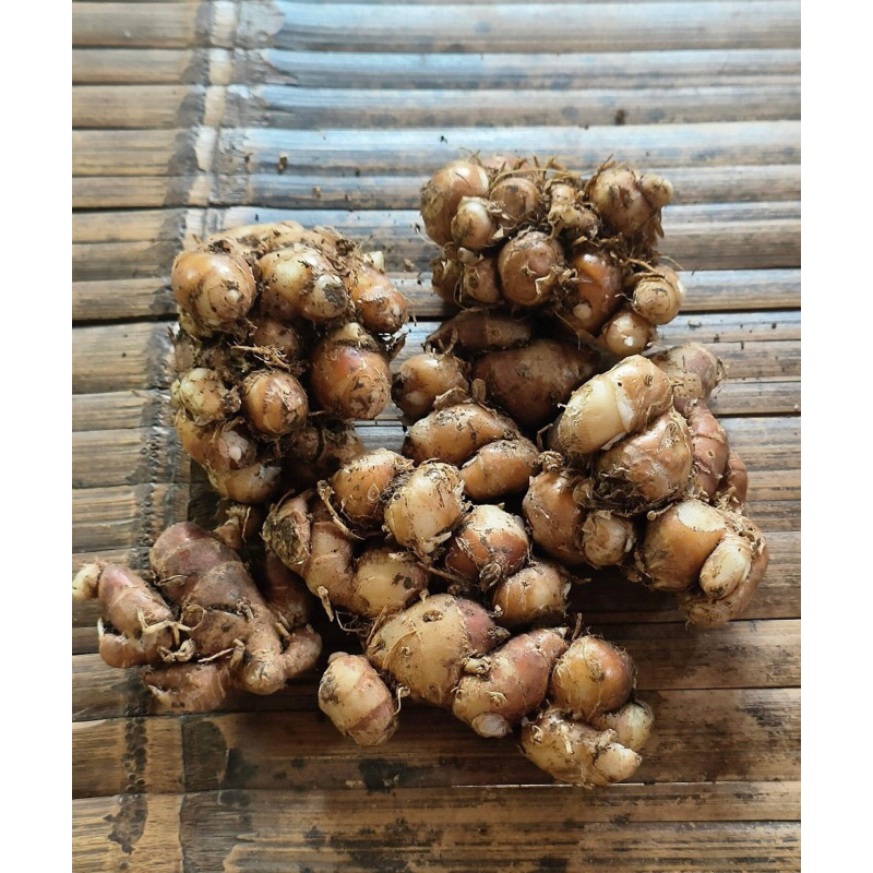

kencur 1kg dijamin masih segar langsung dari petaninya