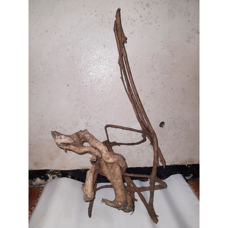 Akar mimang kurung asli