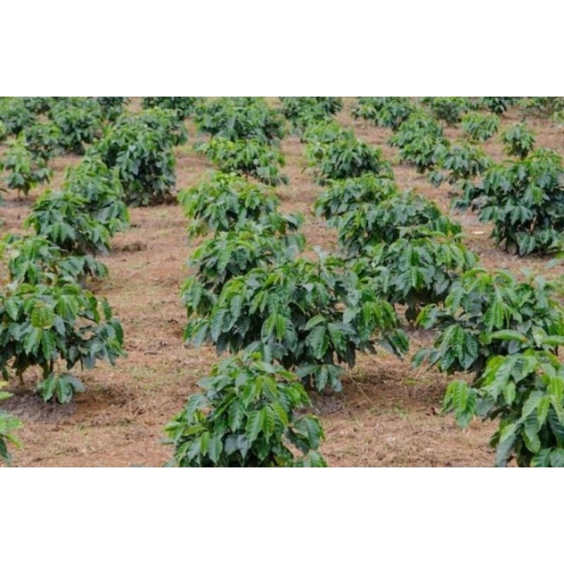 bibit kopi Brazil super jabutan berkualitas terbaik