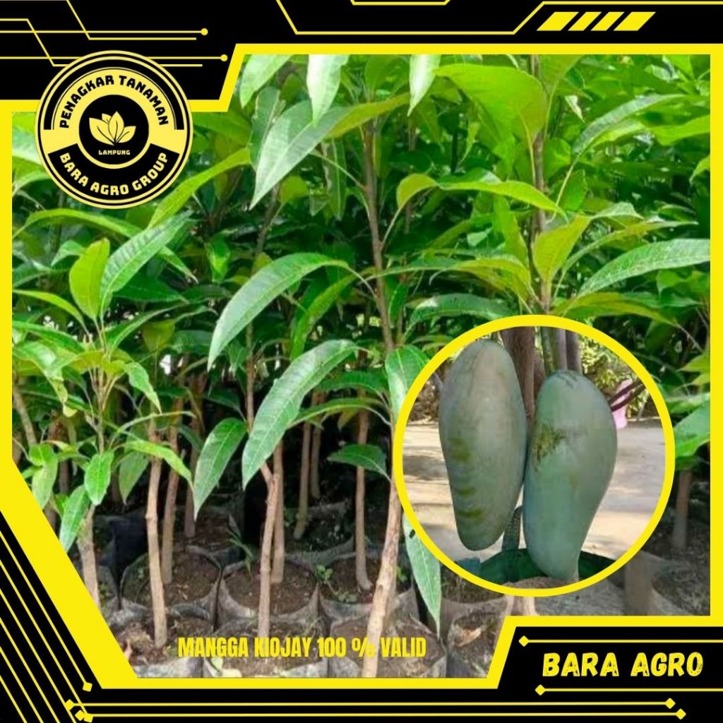 Bibit Mangga Kiojay Asli Tanman Sudah Okulasi Cepat Berbuah